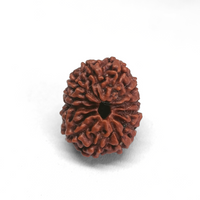 Nepali 13 Mukhi Rudraksha Lab Certified