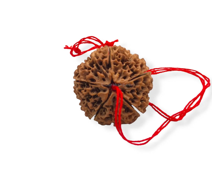 PhotoRoom-20231008_124800_2