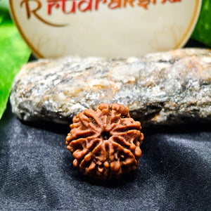 Buy original 7 Mukhi Rudraksha, 7 Mukhi Rudraksha price , real 7 Mukhi Rudraksha, authentic 7 Mukhi Rudraksha Mala 
