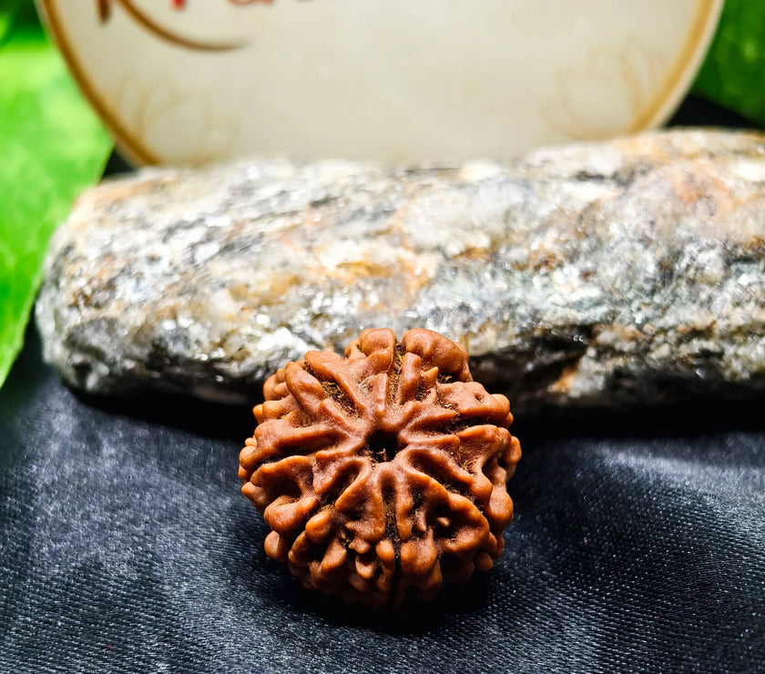 Buy original 7 Mukhi Rudraksha, 7 Mukhi Rudraksha price , real 7 Mukhi Rudraksha, authentic 7 Mukhi Rudraksha Mala 