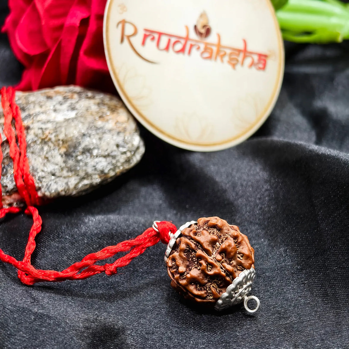 Genuine Nepal Origin 6 Mukhi Rudraksha, Buy Original 6 Mukhi Rudraksha Lab Certified, 