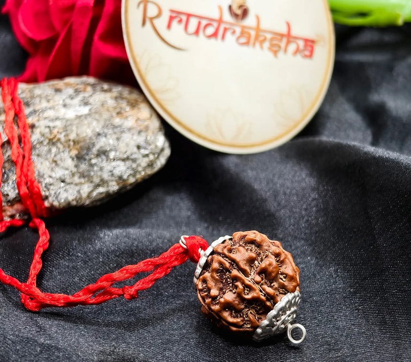 Genuine Nepal Origin 6 Mukhi Rudraksha, Buy Original 6 Mukhi Rudraksha Lab Certified, 
