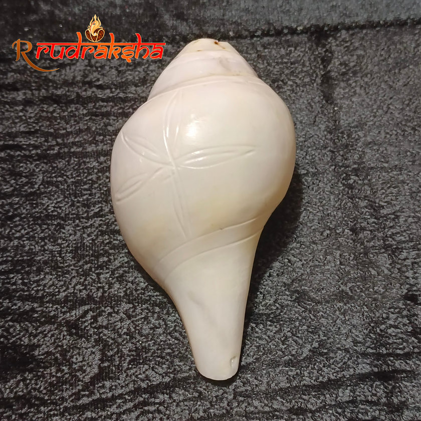 Vamavarti Blooming Shankh White