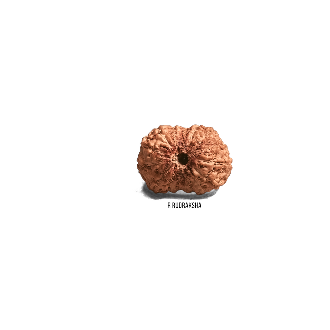 Indonesian 14 Mukhi Rudraksha Lab Certified