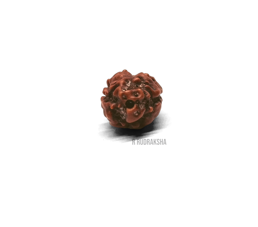 Indonesian 2 Mukhi Rudraksha Lab Certified