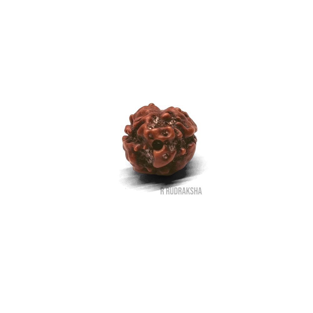 Indonesian 2 Mukhi Rudraksha Lab Certified