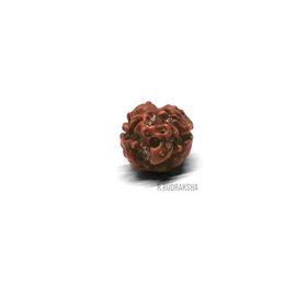 Indonesian 2 Mukhi Rudraksha Lab Certified