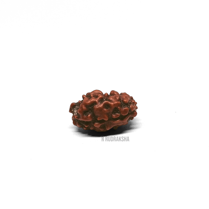 Indonesian 2 Mukhi Rudraksha Lab Certified