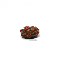 Indonesian 2 Mukhi Rudraksha Lab Certified