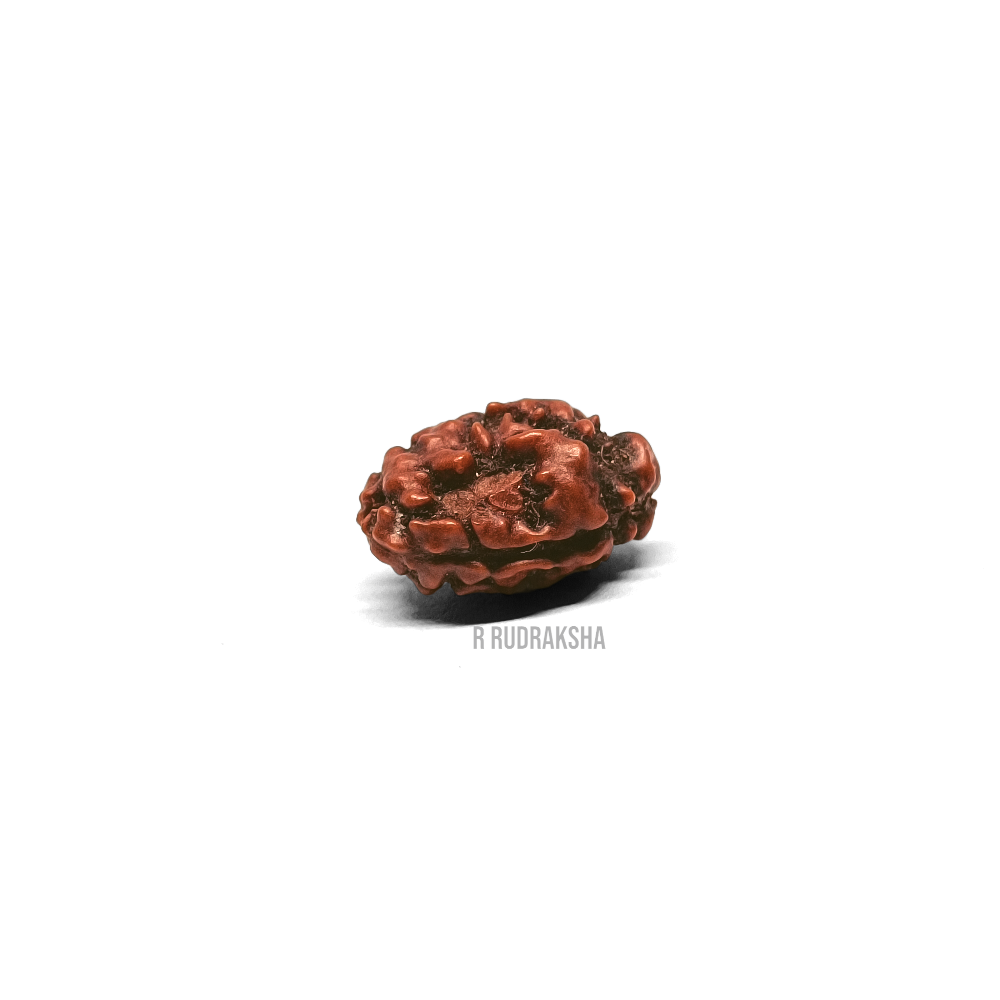 Indonesian 2 Mukhi Rudraksha Lab Certified