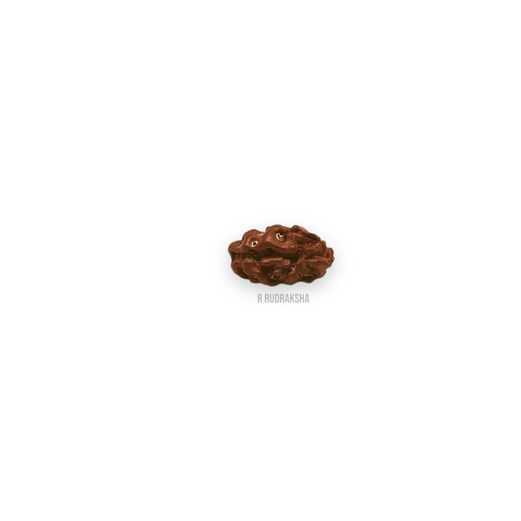 Indonesian 1 Mukhi Rudraksha Lab Certified