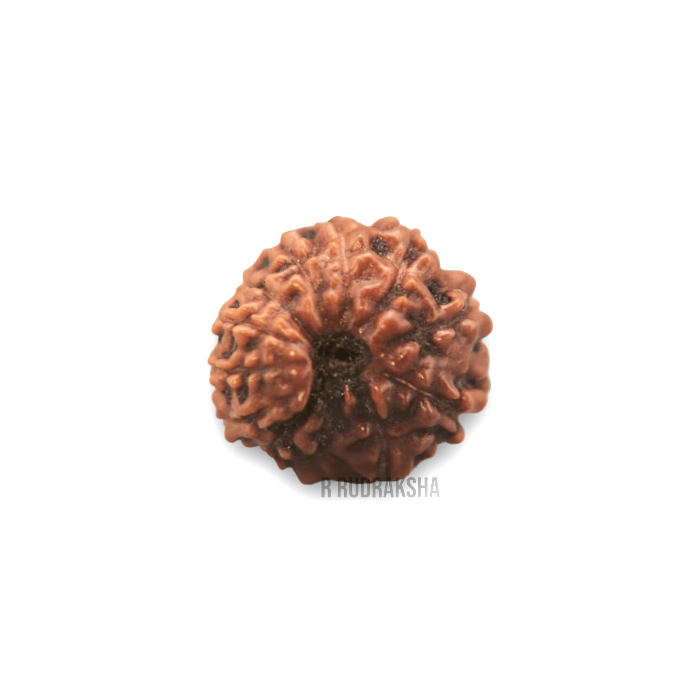 Indonesian 12 Mukhi Rudraksha Lab Certified