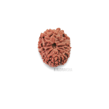 Indonesian 12 Mukhi Rudraksha Lab Certified