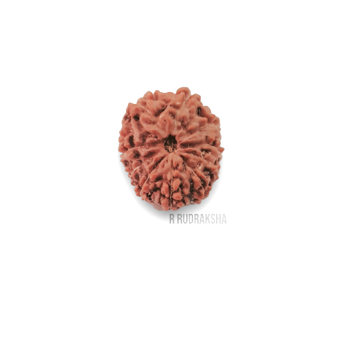 Indonesian 12 Mukhi Rudraksha Lab Certified