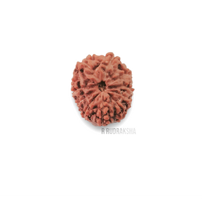 Indonesian 12 Mukhi Rudraksha Lab Certified