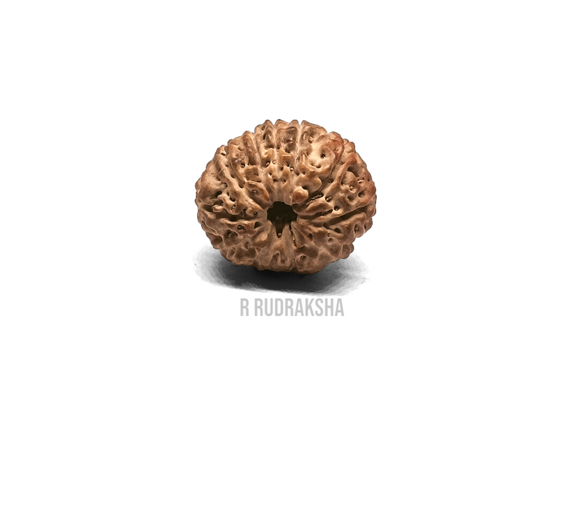 Indonesian 11 Mukhi Rudraksha Lab Certified