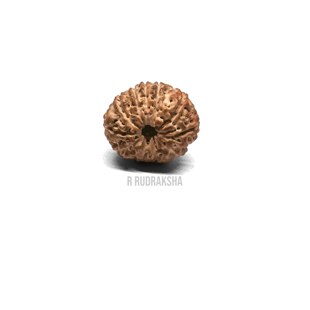 Indonesian 11 Mukhi Rudraksha Lab Certified