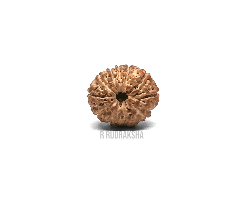 Indonesian 11 Mukhi Rudraksha Lab Certified