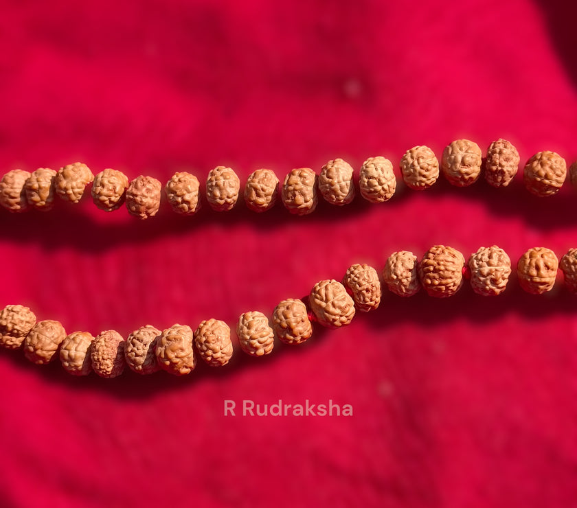 Lab Certified 6 Mukhi Rudraksha Mala