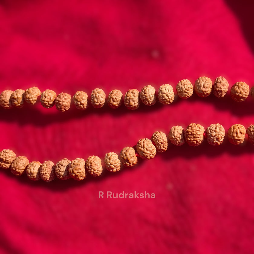 Lab Certified 6 Mukhi Rudraksha Mala