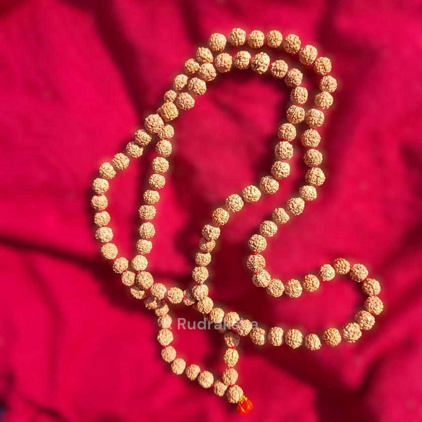 Lab Certified 7 Mukhi Rudraksha Mala