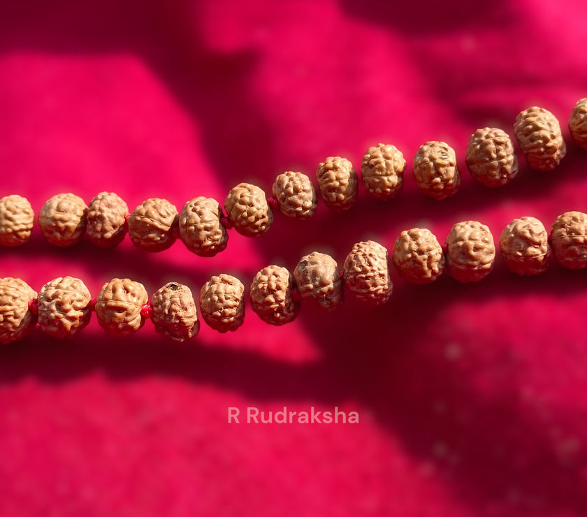 Lab Certified 5 Mukhi Rudraksha Mala Natural Color