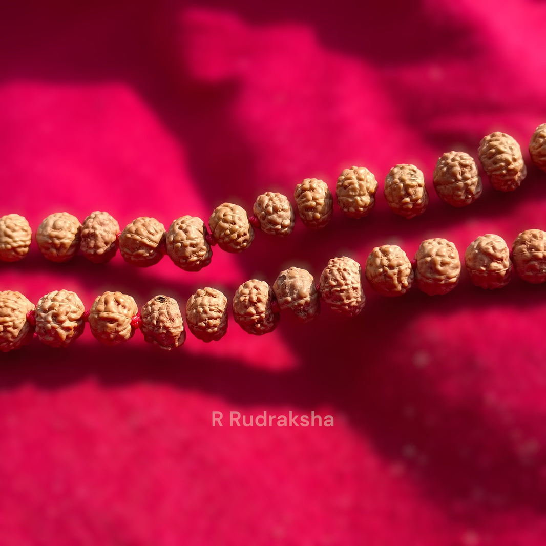 Lab Certified 8 Mukhi Rudraksha Mala