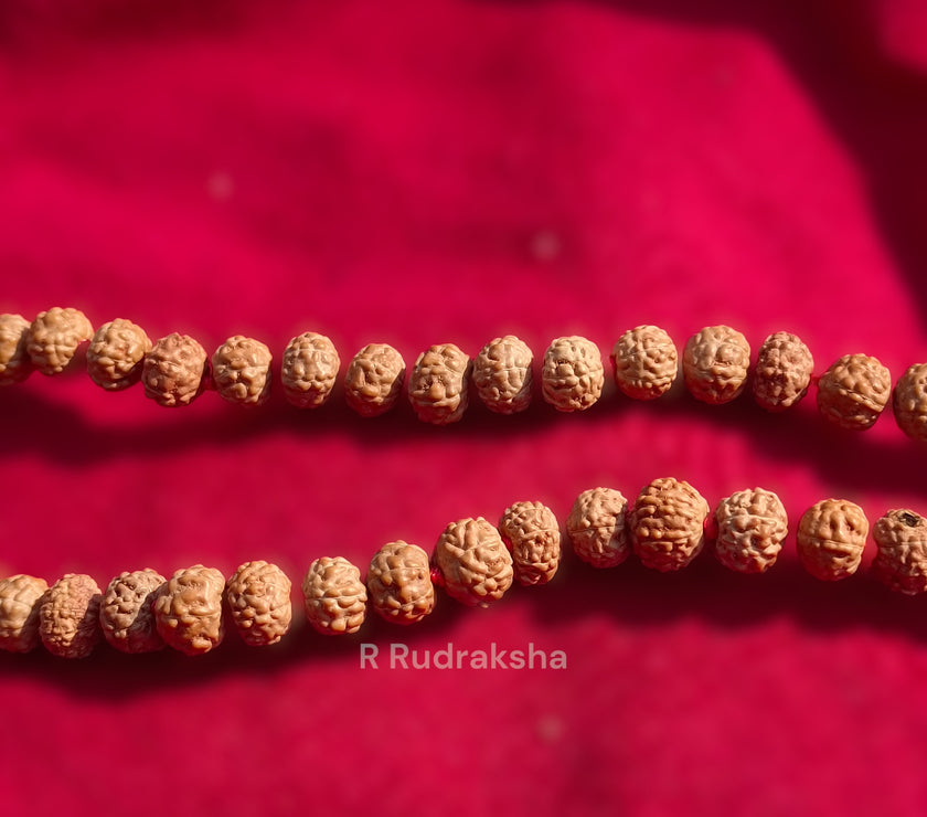 Lab Certified 7 Mukhi Rudraksha Mala