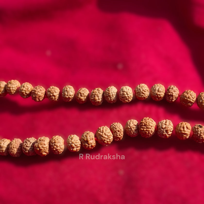 Lab Certified 7 Mukhi Rudraksha Mala