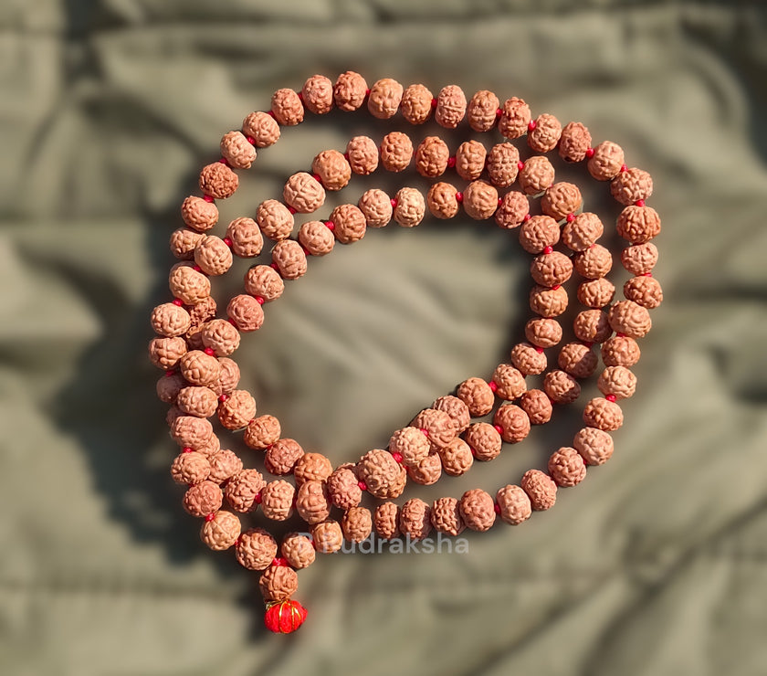 Lab Certified 10 Mukhi Rudraksha Mala