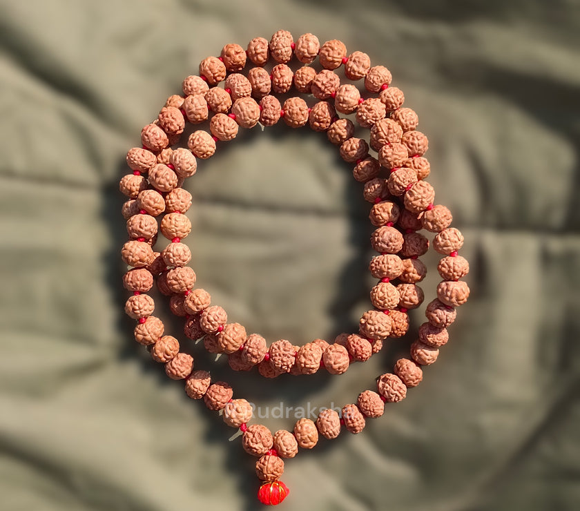 Lab Certified 10 Mukhi Rudraksha Mala