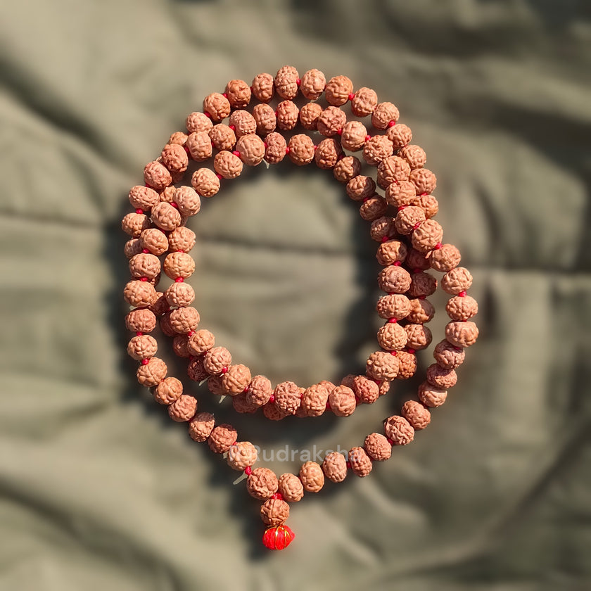 Lab Certified 11 Mukhi Rudraksha Mala