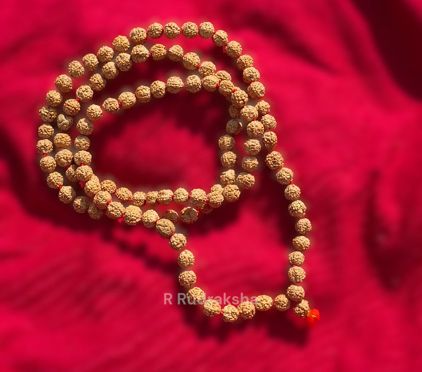 Lab Certified 7 Mukhi Rudraksha Mala