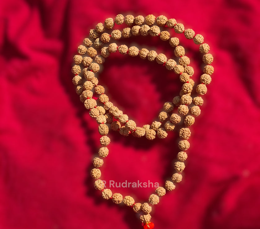 Lab Certified 6 Mukhi Rudraksha Mala