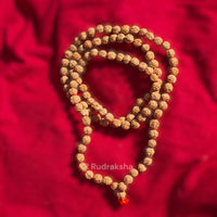 Lab Certified 6 Mukhi Rudraksha Mala