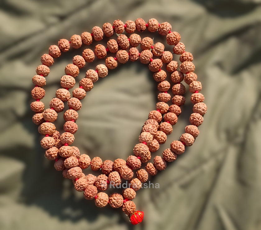 Lab Certified 11 Mukhi Rudraksha Mala