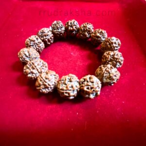 Free Size 5 Mukhi Rudraksha Bracelet  – Certified